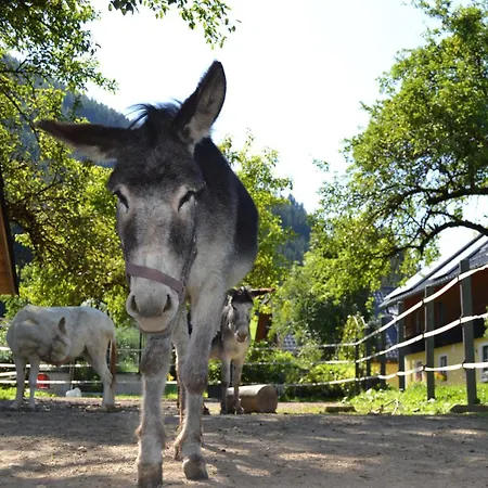 Ferienstadl - Hammerau 公寓 *