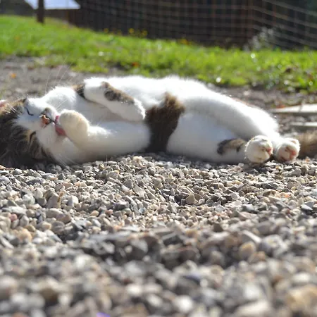 Apartment Ferienstadl - Hammerau