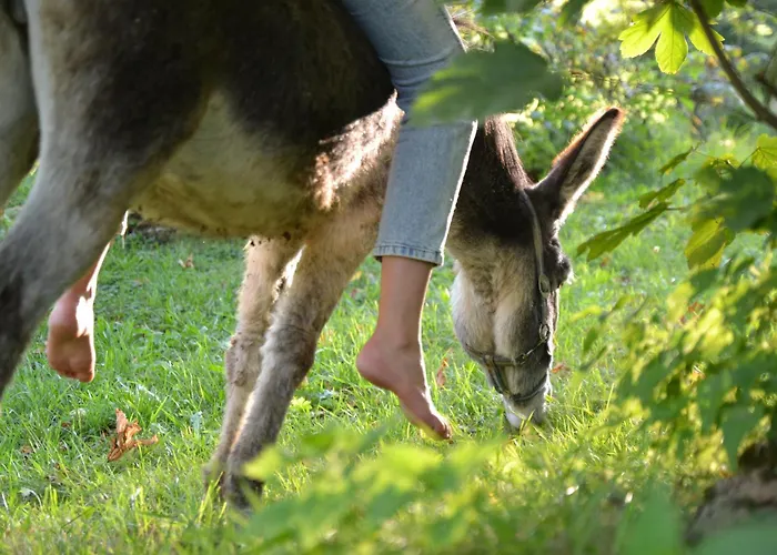 Ferienstadl - Hammerau Göstling an der Ybbs